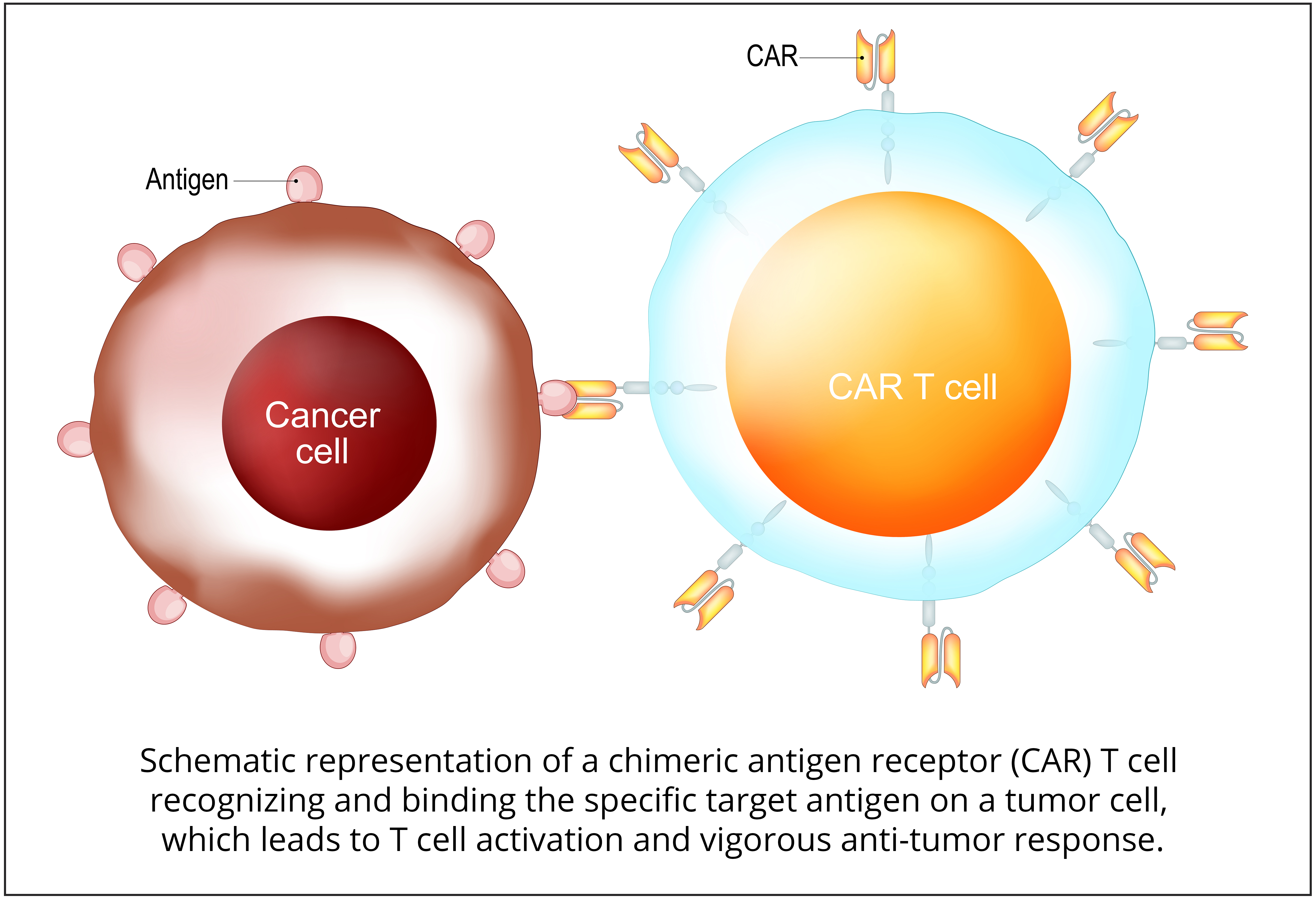 Understanding Relapse & Acquired Resistance To CD19-targeted Therapies